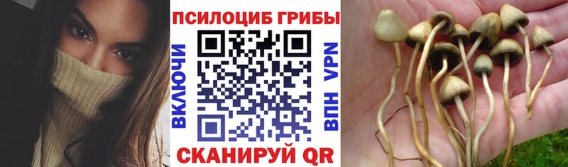 Псилоцибиновые грибы GOLDEN TEACHER  купить наркоту  kraken как войти  Высоковск 